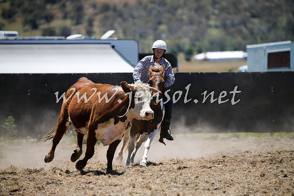 AdaminabyCampdraft2016_0251