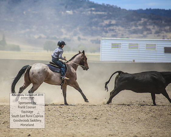 AdaminabyCampdraft2019_1026