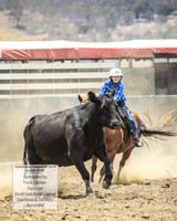 AdaminabyCampdraft2019_1029
