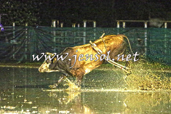 CoomaRodeo2015_3258