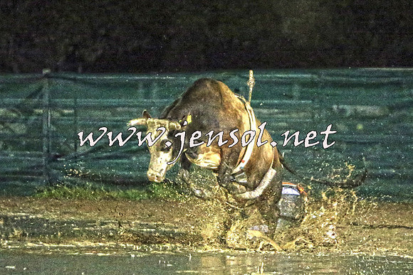 CoomaRodeo2015_3250