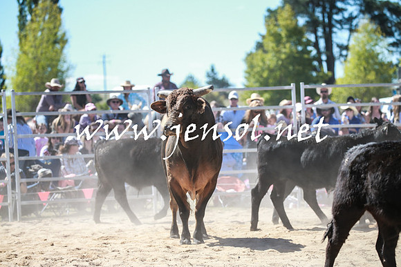 BraidwoodRodeo2016_3134