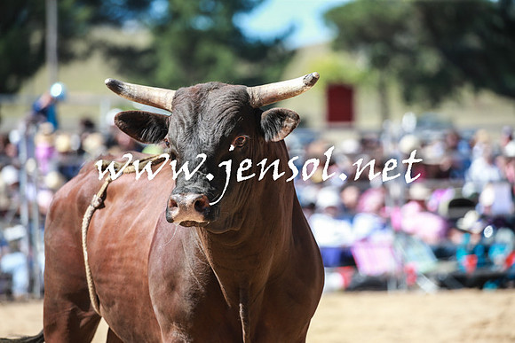 BraidwoodRodeo2016_3071