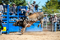 Bulls