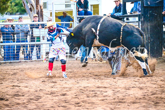 CoonambleRodeoCampdraftSun_5363
