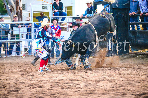 CoonambleRodeoCampdraftSun_5365