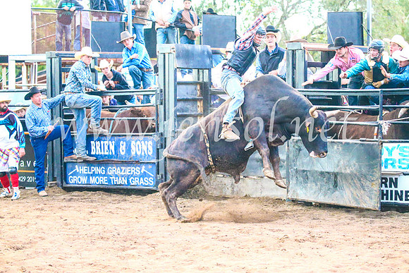 CoonambleRodeoCampdraftSun_5237