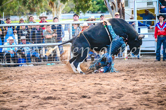 CoonambleRodeoCampdraftSun_5347
