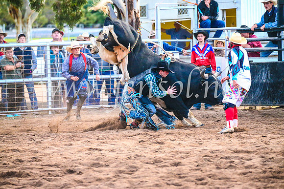 CoonambleRodeoCampdraftSun_5369