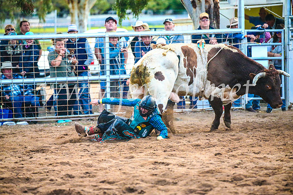 CoonambleRodeoCampdraftSun_5384