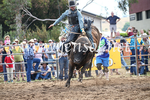 JindabyneRodeo2016_3355