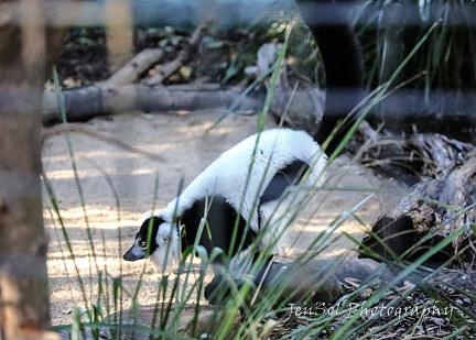 MogoZooJul18_0399