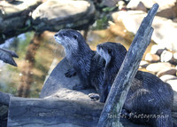 MogoZooJul18_0005