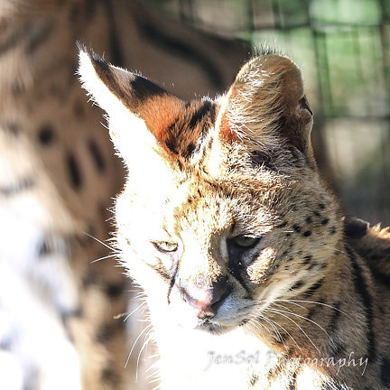 MogoZooJul18_0361