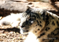 MogoZooJul18_0078