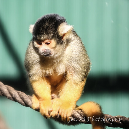 MogoZooJul18_0091