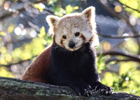 MogoZooJul18_0045