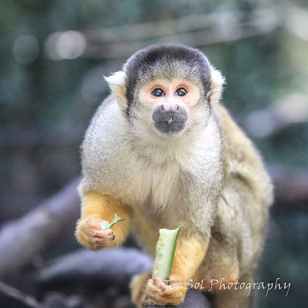 MogoZooJul18_0086