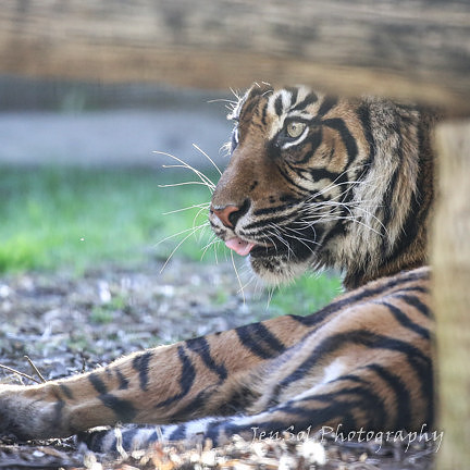 MogoZooJul18_0568