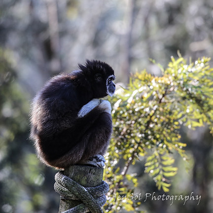 MogoZooJul18_0221