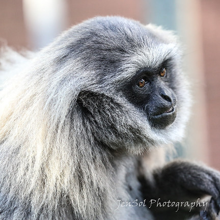 MogoZooJul18_0367