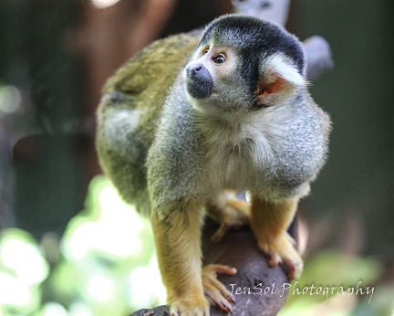 MogoZooJul18_0332