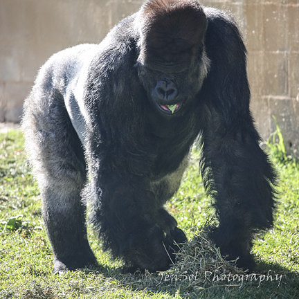 MogoZooJul18_0297