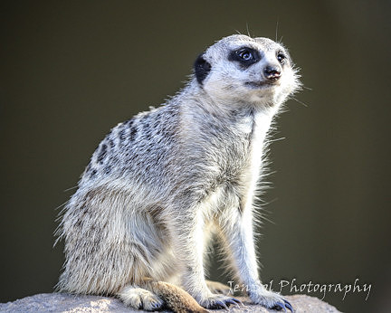 MogoZooJul18_0340