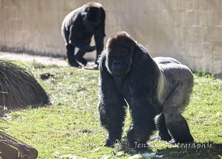 MogoZooJul18_0298