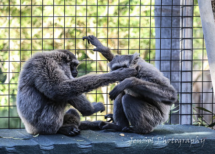 MogoZooJul18_0377