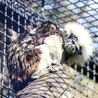 MogoZooJul18_0092