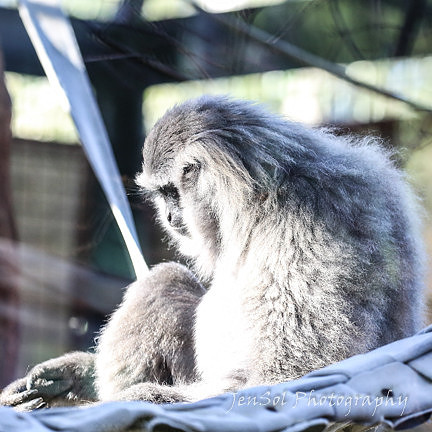 MogoZooJul18_0064
