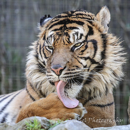 MogoZooJul18_0461