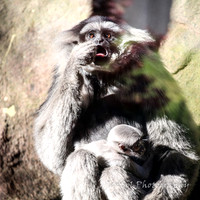 MogoZooJul18_0070