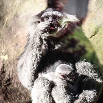 MogoZooJul18_0070