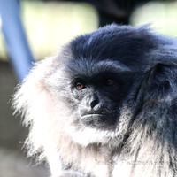 MogoZooJul18_0068