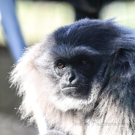 MogoZooJul18_0068