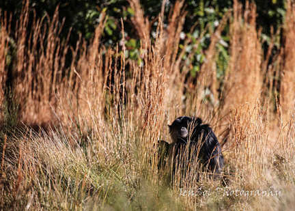 MogoZooJul18_0235