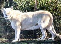 MogoZooJul18_0009