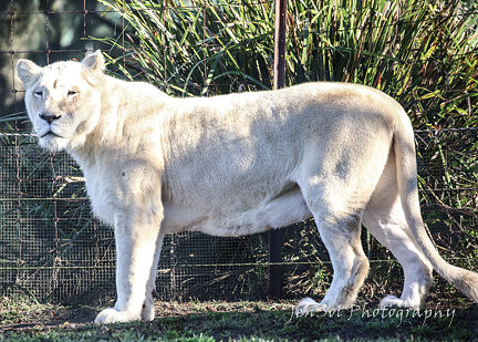MogoZooJul18_0009
