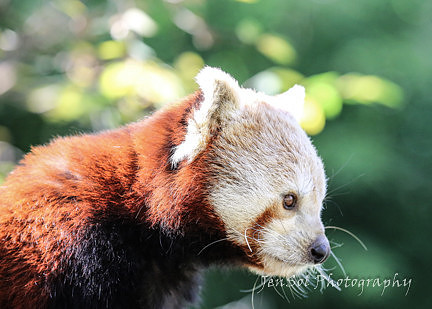 MogoZooJul18_0046