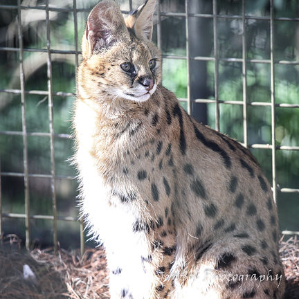 MogoZooJul18_0366