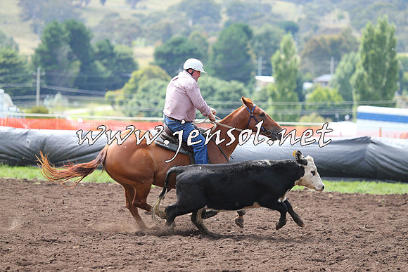 NimmitabelCampdraft2015_1238