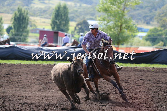 NimmitabelCampdraft2015_1108