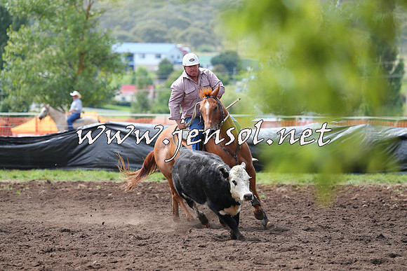 NimmitabelCampdraft2015_1244