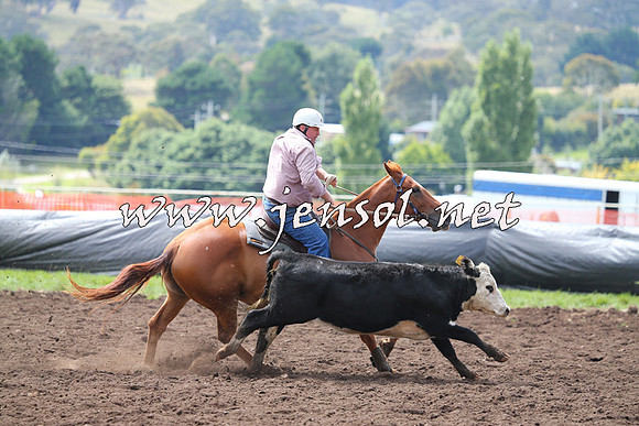 NimmitabelCampdraft2015_1239