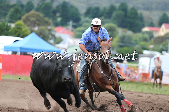 NimmitabelCampdraft2015_1590