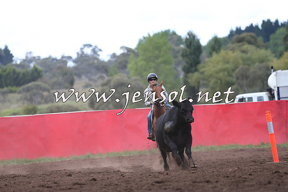 NimmitabelCampdraft2015_1525