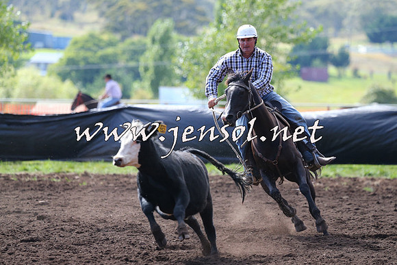 NimmitabelCampdraft2015_1113