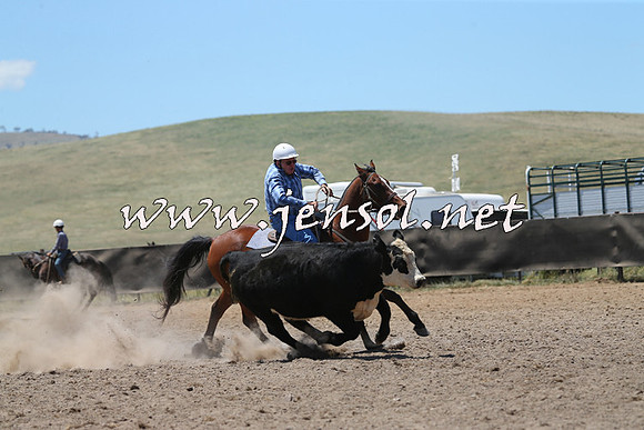 AdaminabyCampdraft2014_0111